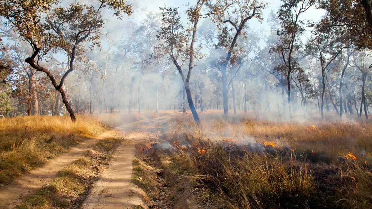 grassfire burning in rural bushland