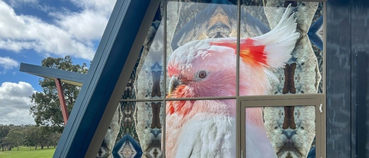 Kent Morris photography of a pink cockatoo on the side of a building