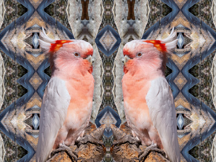 A Pink Cockatoo mirrored image with natural pattern in the background 