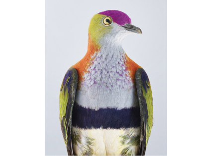 superb-fruit-dove-420x315