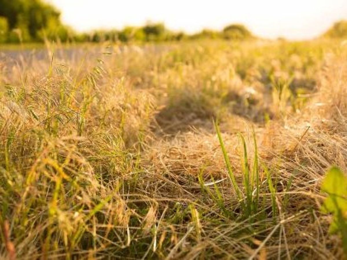 Dry grass field