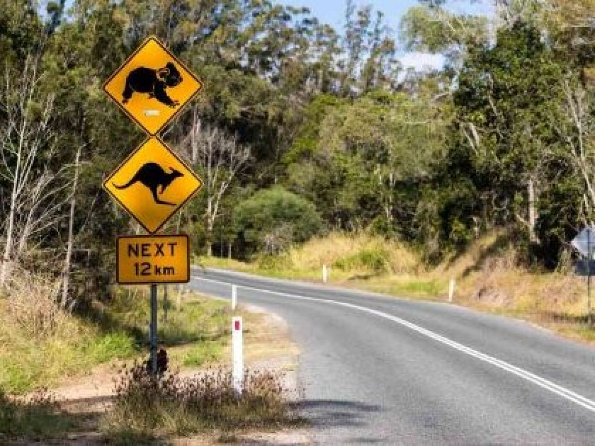 A road sign warning drivers of kangaroo incidents.