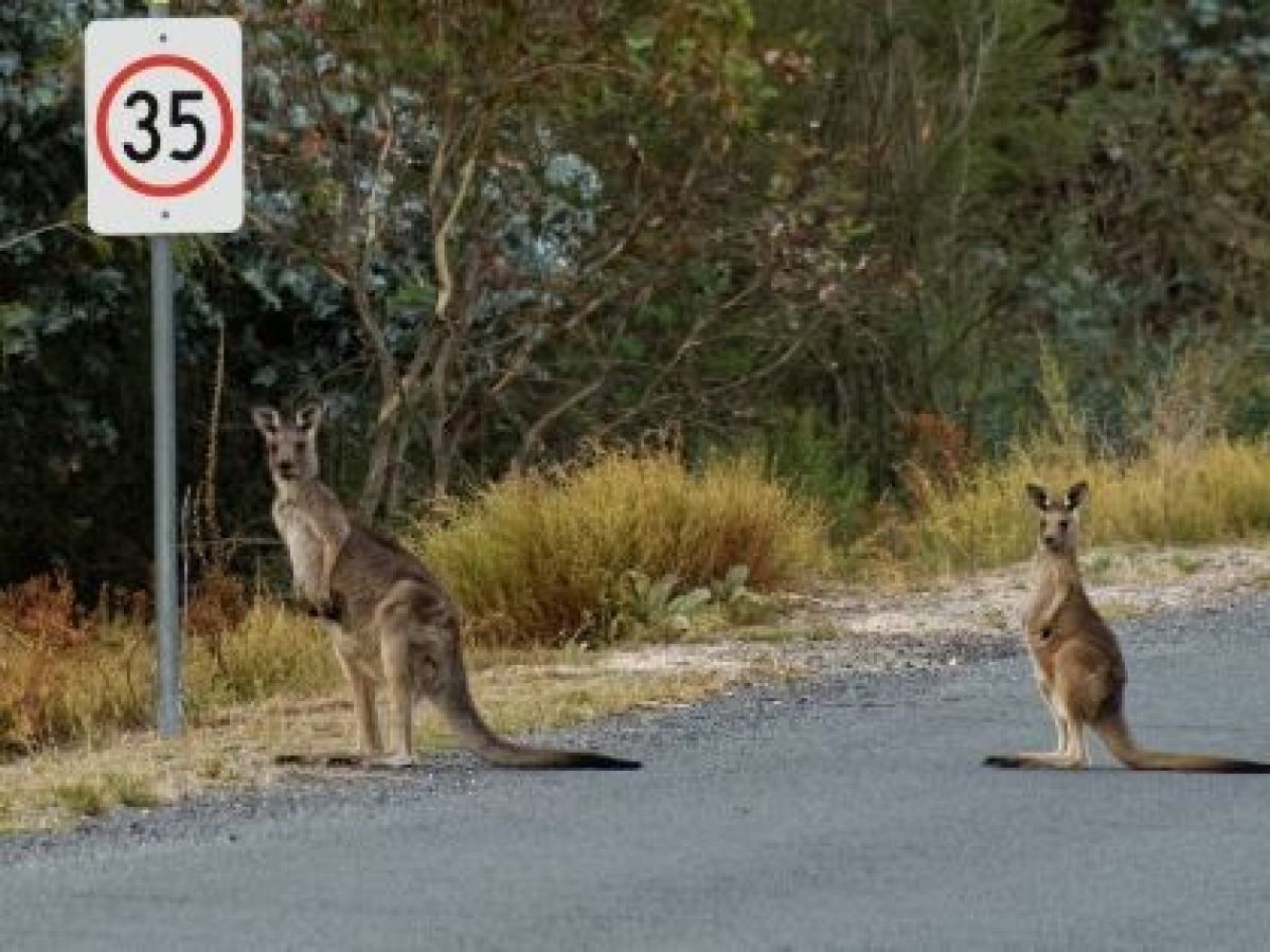 Two kangaroos on a road next to a speed limit sign