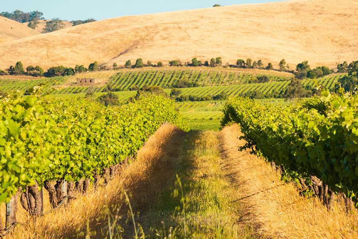 wide shot of green vineyard during the day with hills in the background