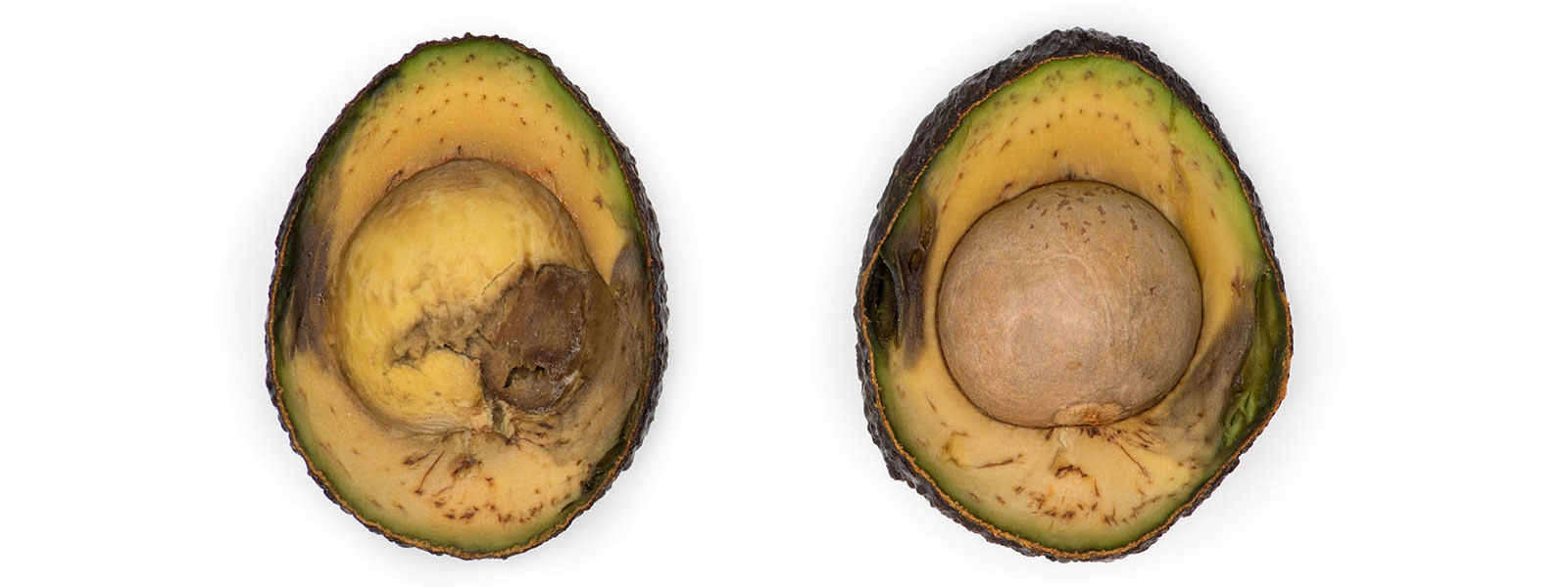 rotten hass avocado cut in half