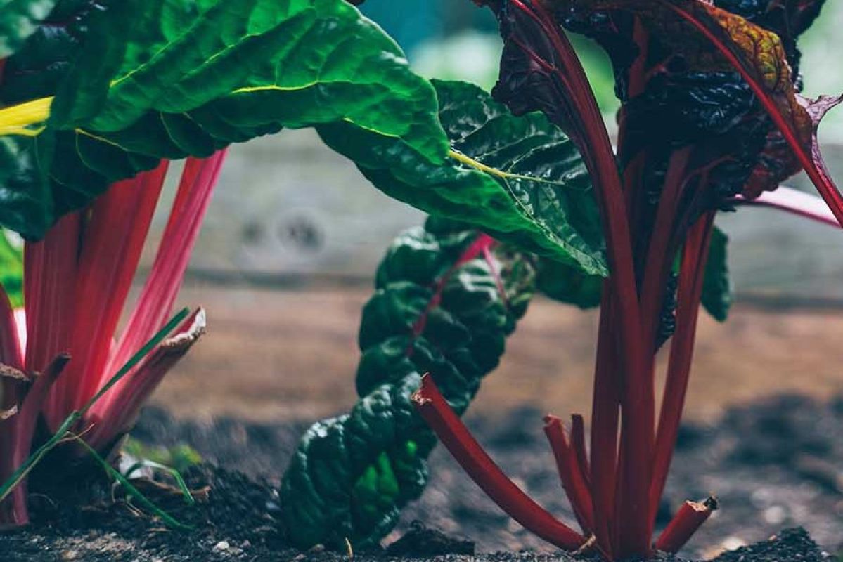 red and green plants growing in soil