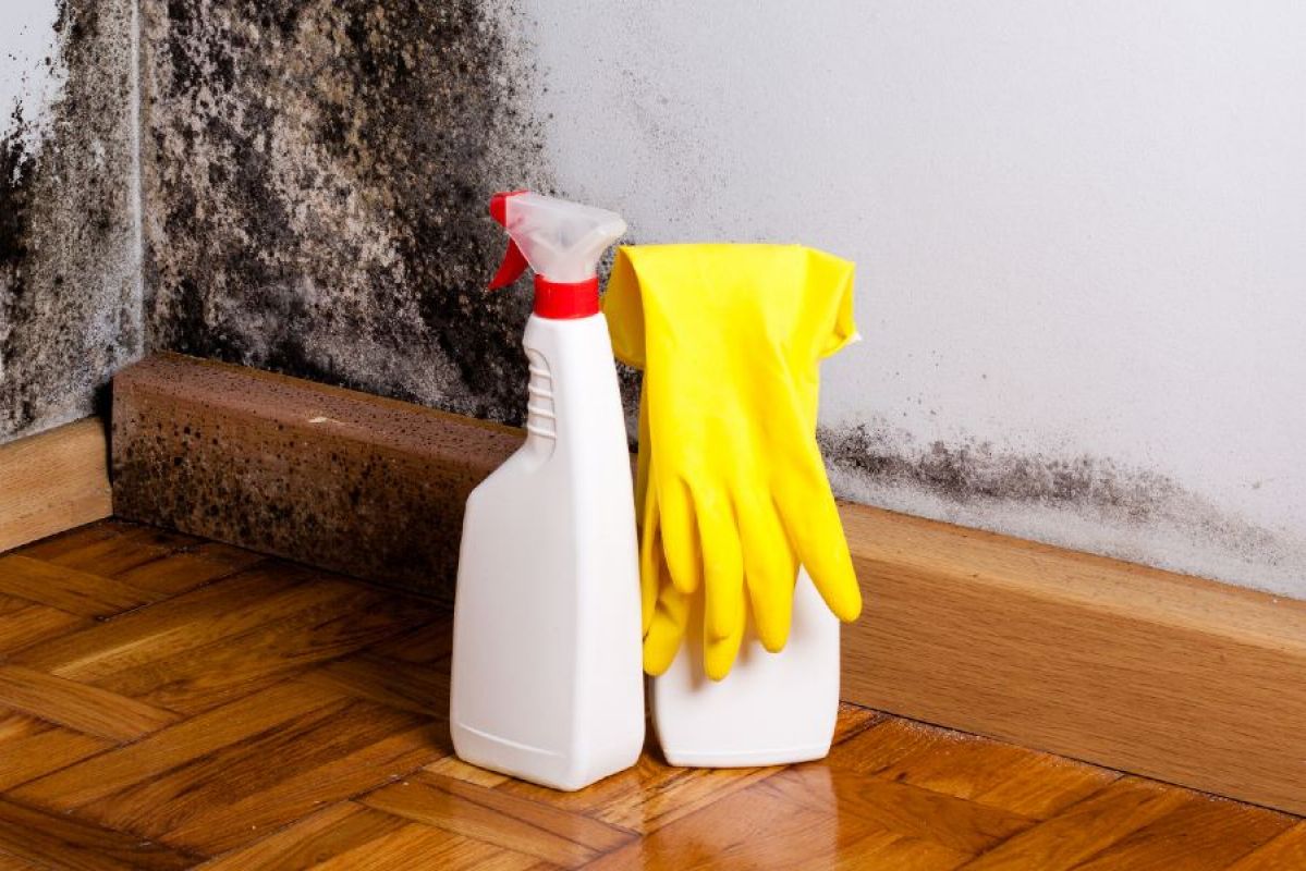 mould growing on wall with cleaning products in front