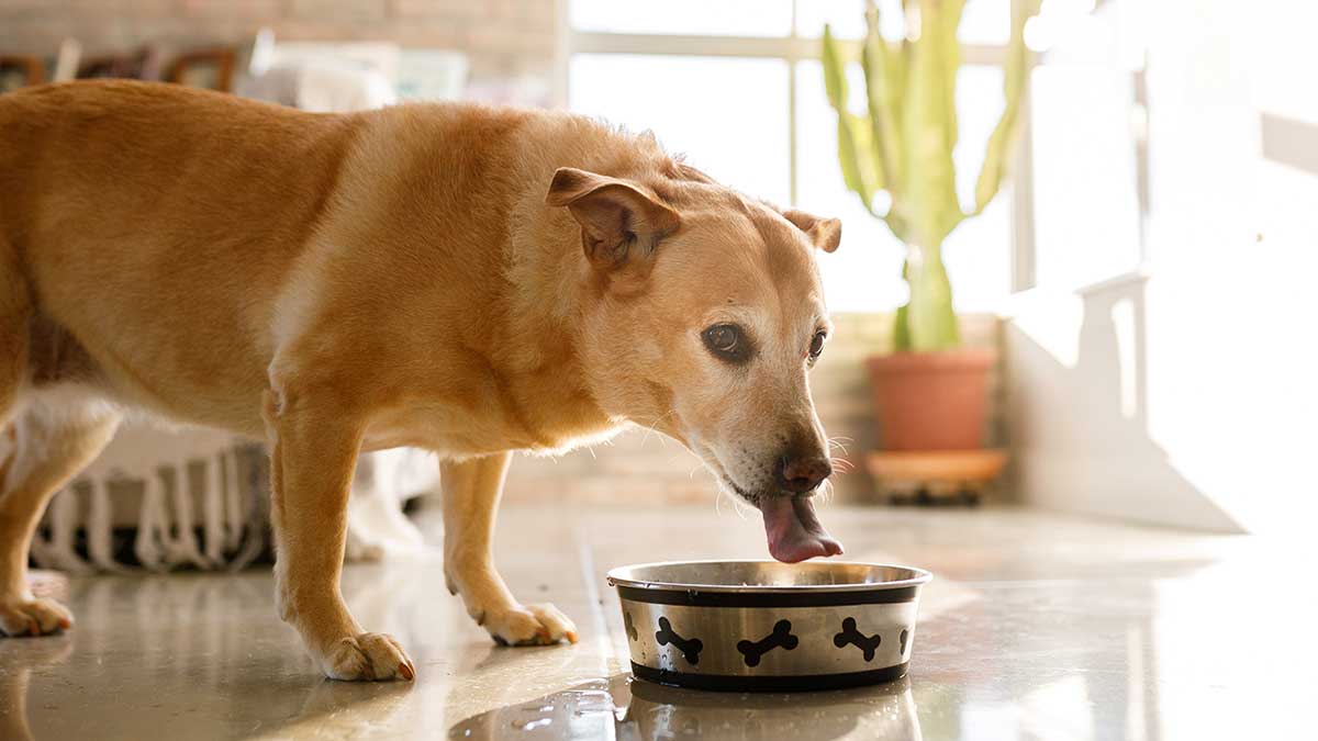 dog drinking from water bowl. 