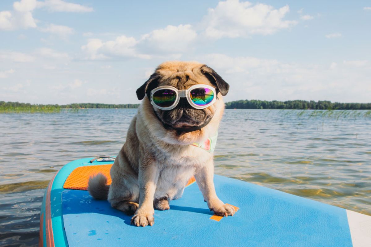 dog on a paddleboard