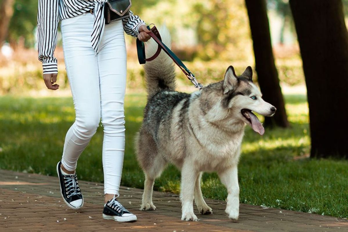 A husky being walked through a leafy park