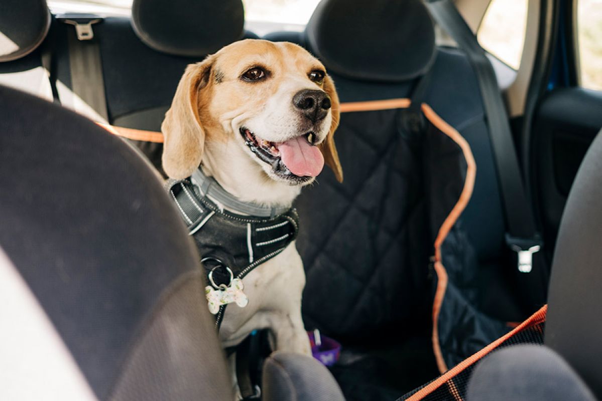 A beagle happily strapped into a car harness