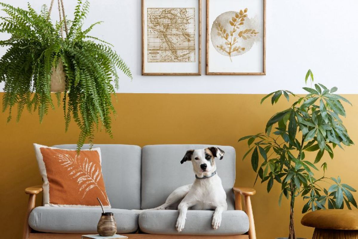 dog laying on couch surrounded by plants