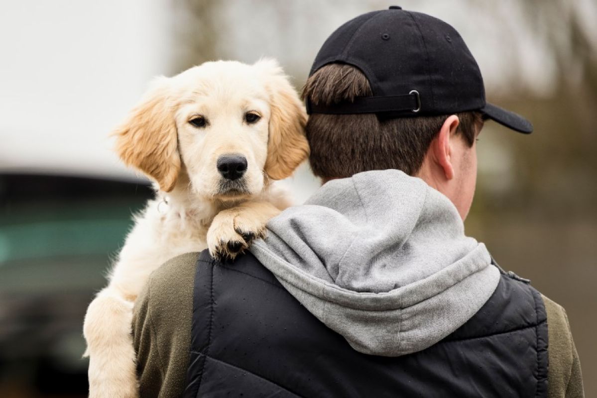 thief carrying away a golden retriever puppy