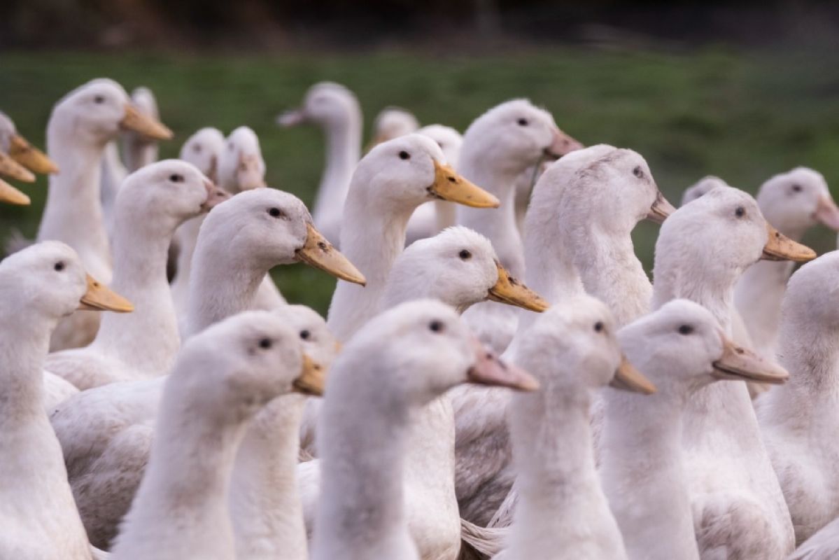 A flock of white ducks sunning themselves in a grassy paddock