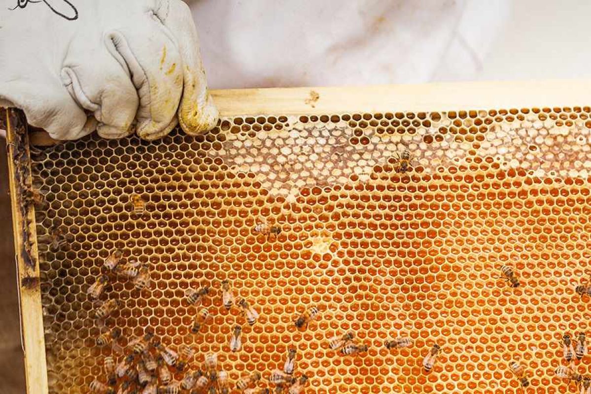 gloved hand holding up bee honeycomb from hive