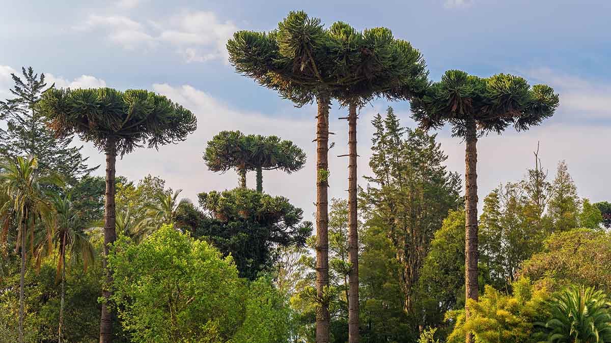 The Monkey Puzzle Tree