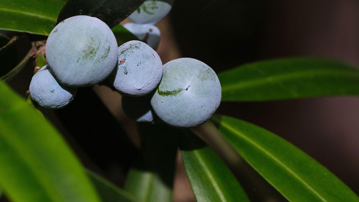 The Illawarra Plum Pine