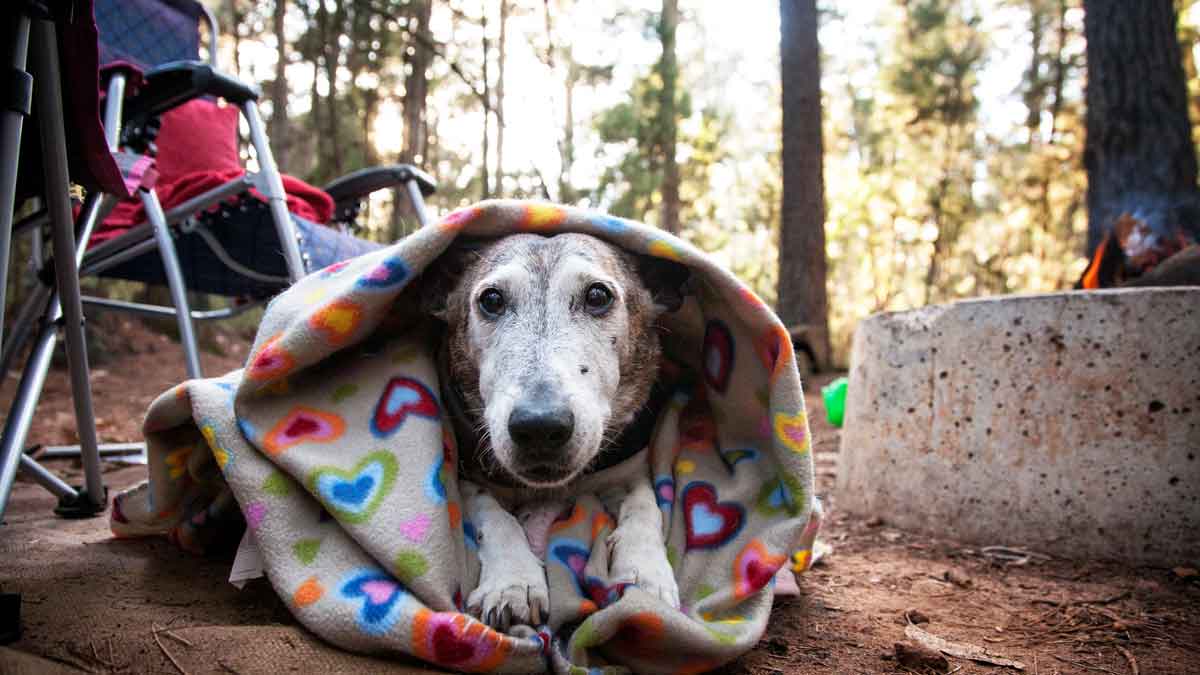 dog at campsite in a blanket