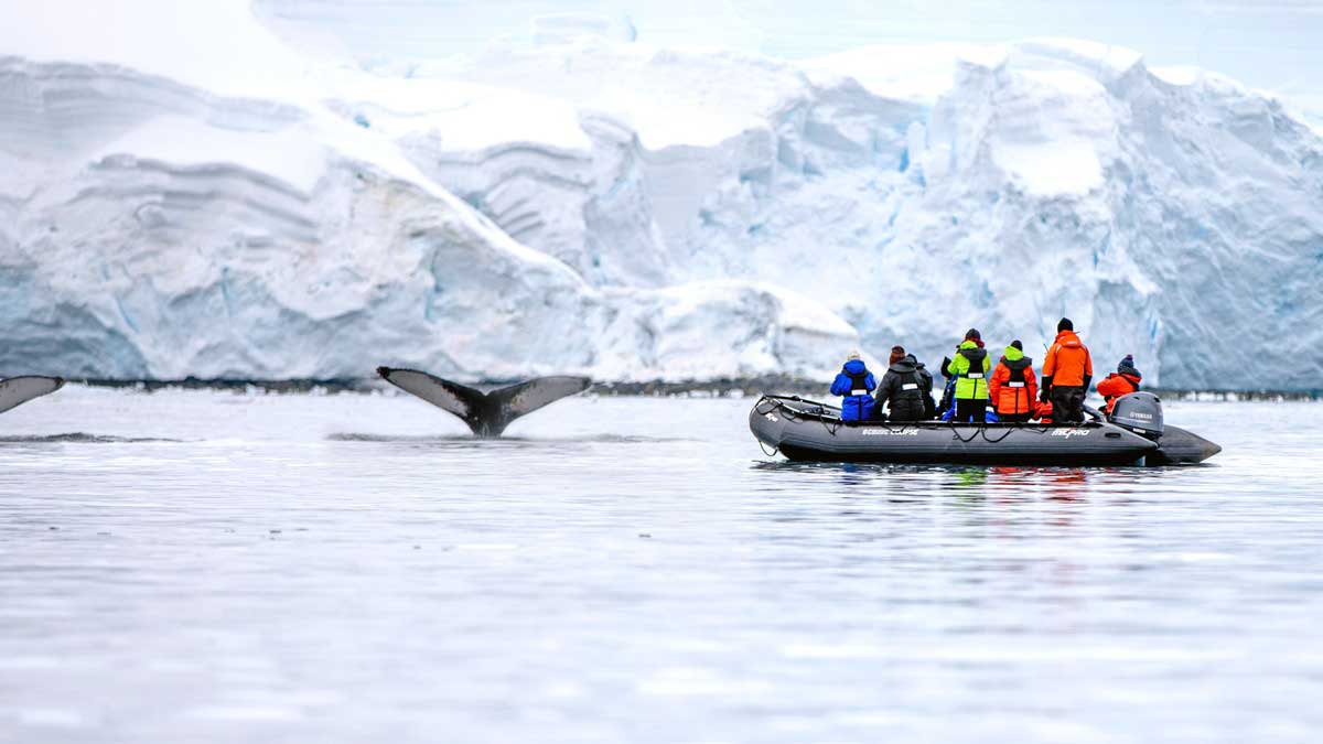 Visit one of Earth's natural wonders and see magnificent wildlife up close. Image: Scenic Cruises
