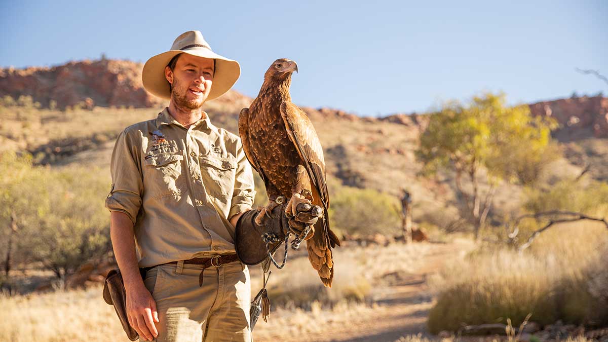 Eagle on the arm of a man