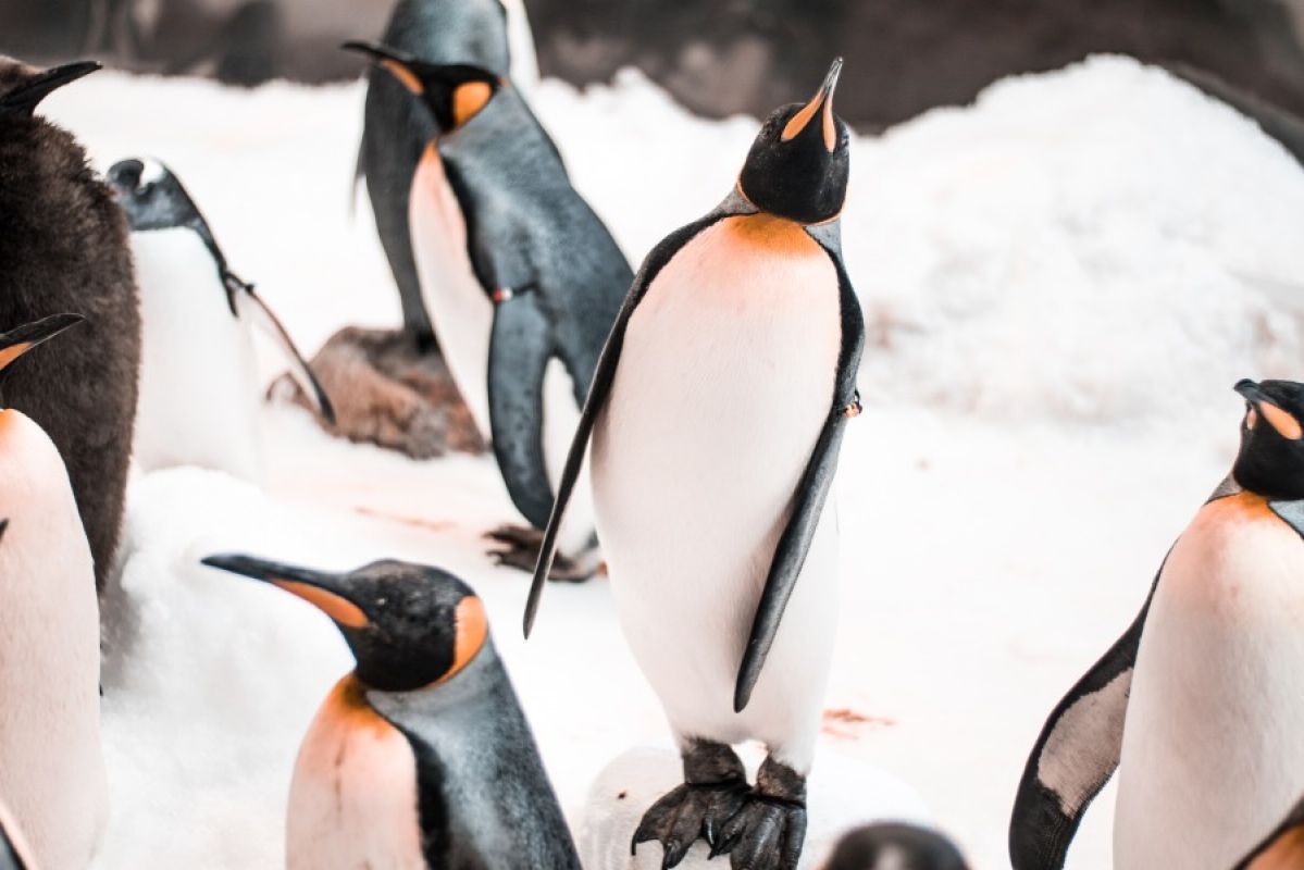 penguins