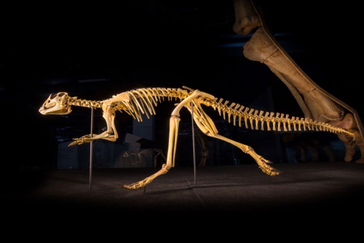 Full set of dinosaur bones in profile