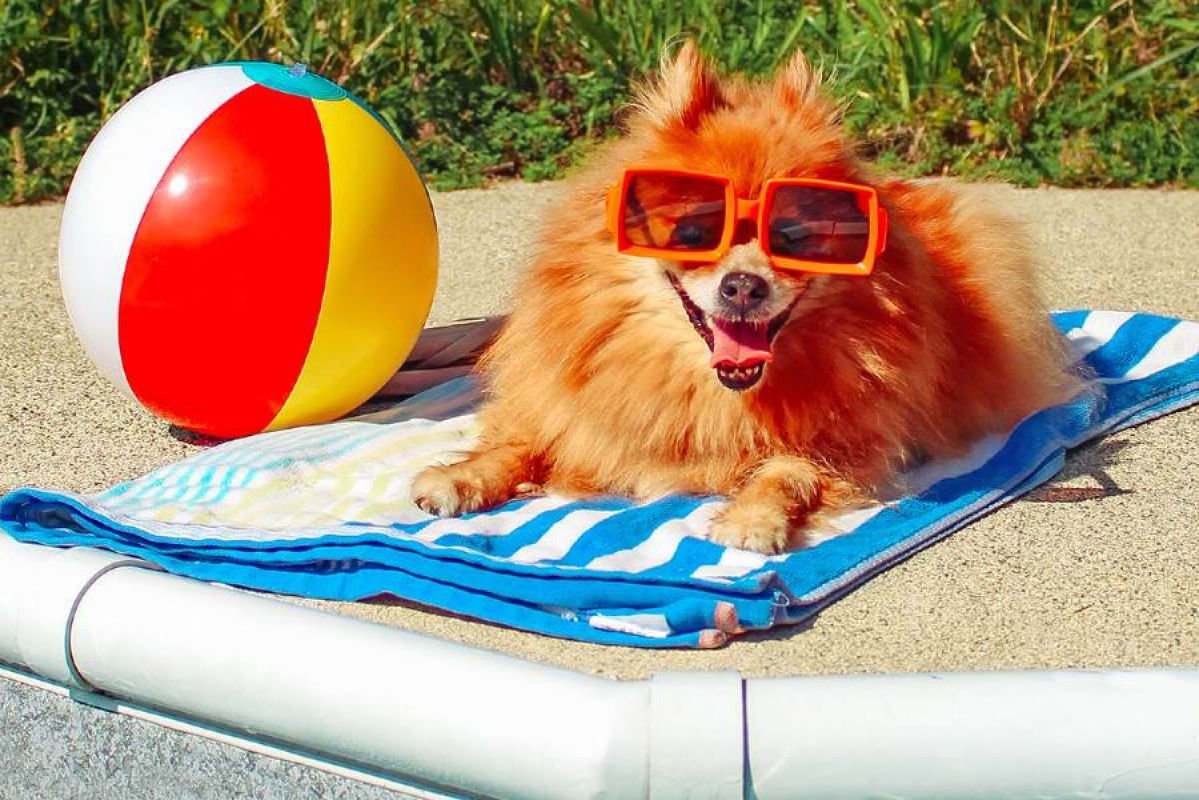 Dog on towel with beach ball