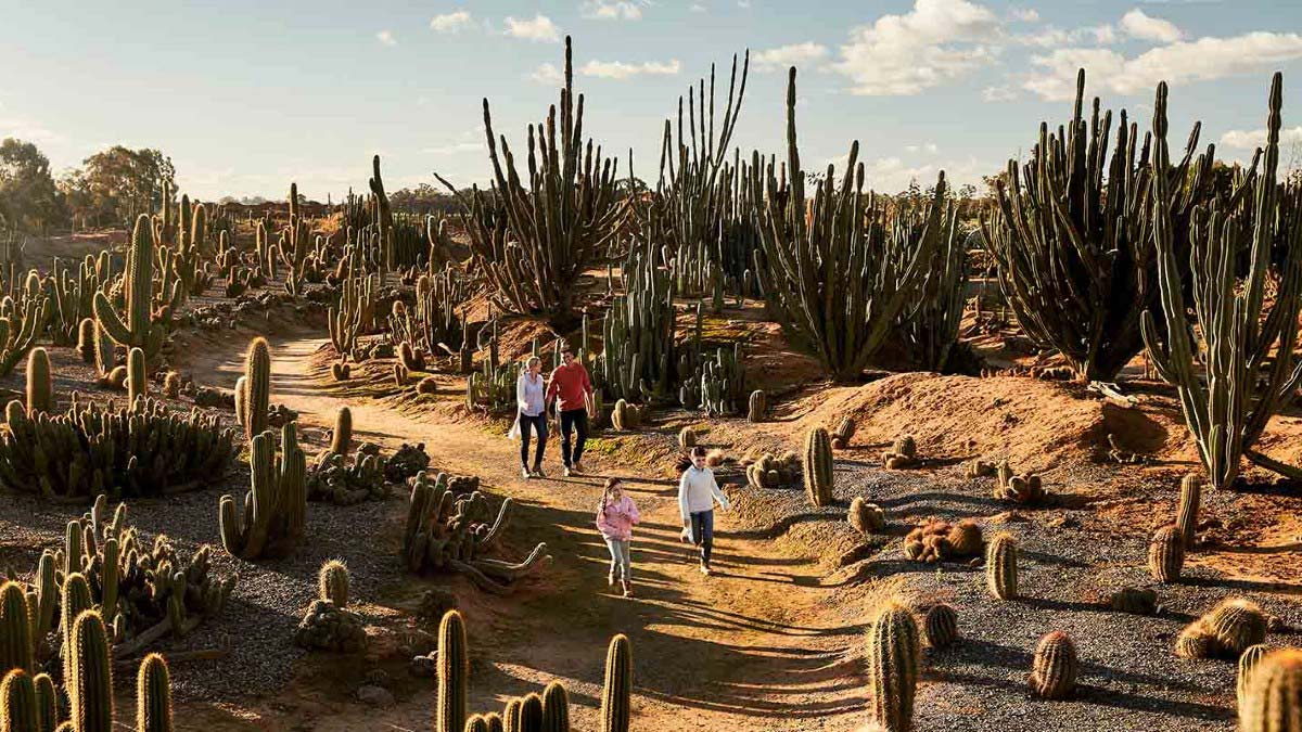Cactus County