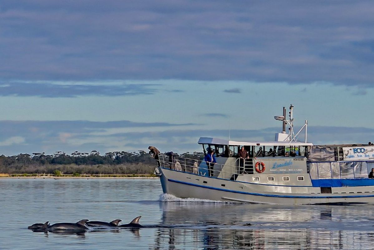 Boat and dolphins in Gippsland