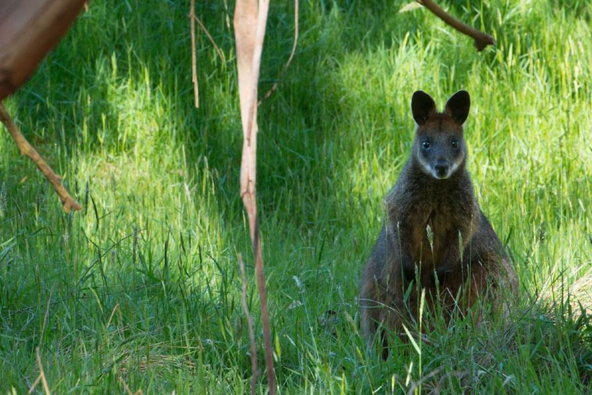 Wallaby at Koala Conservation Centre