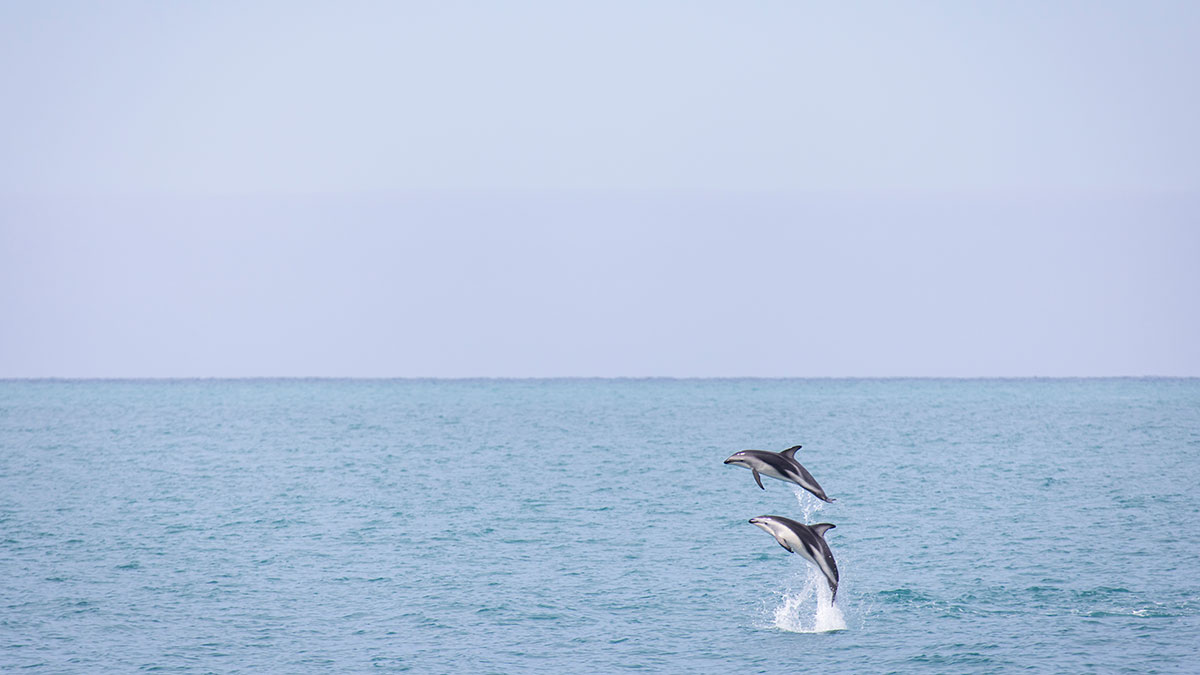 dolphins jumping out of water