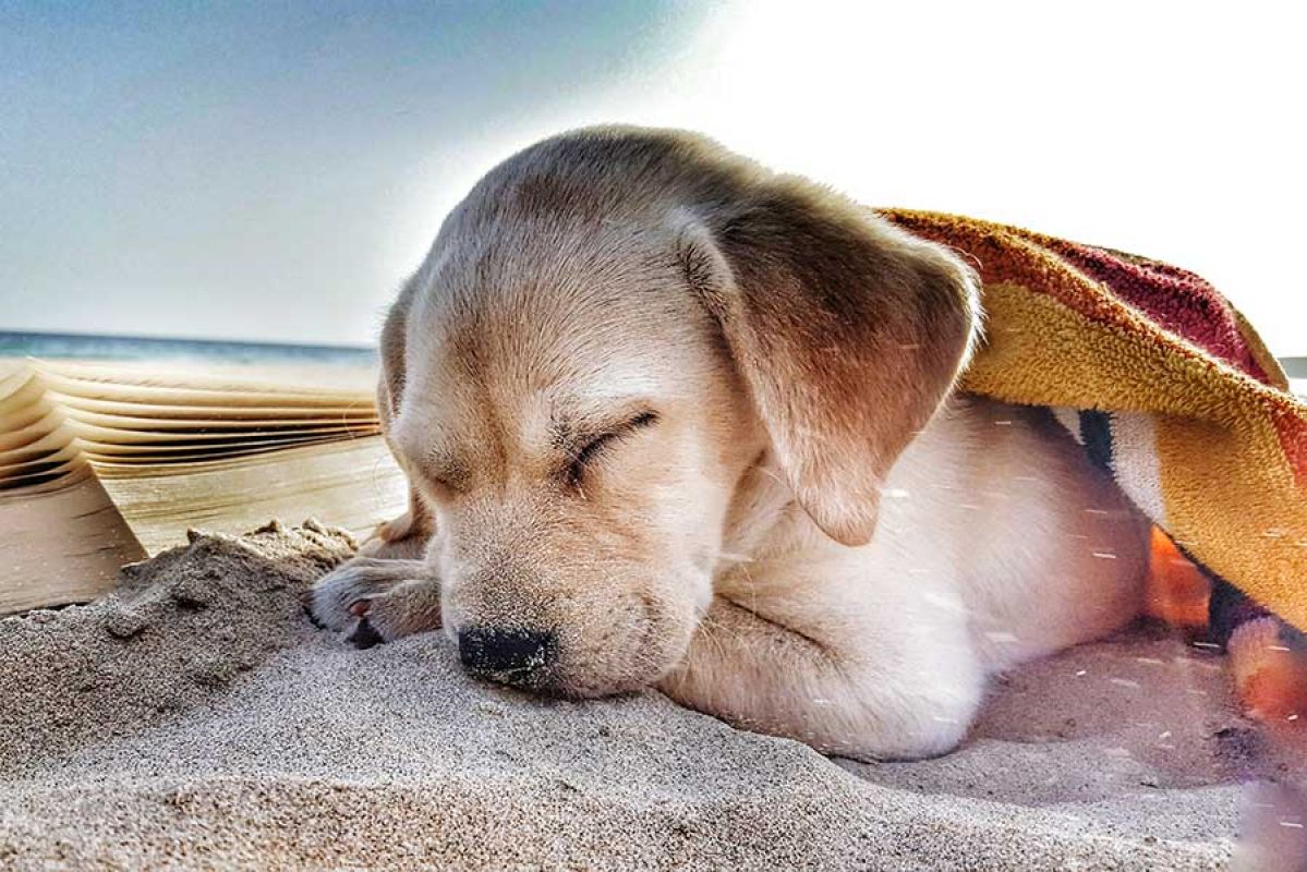 Dog sleeping on beach