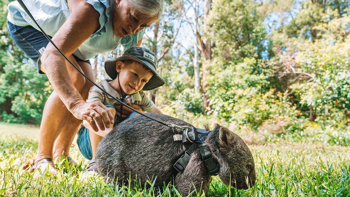 Woman and child feeding kangaroo