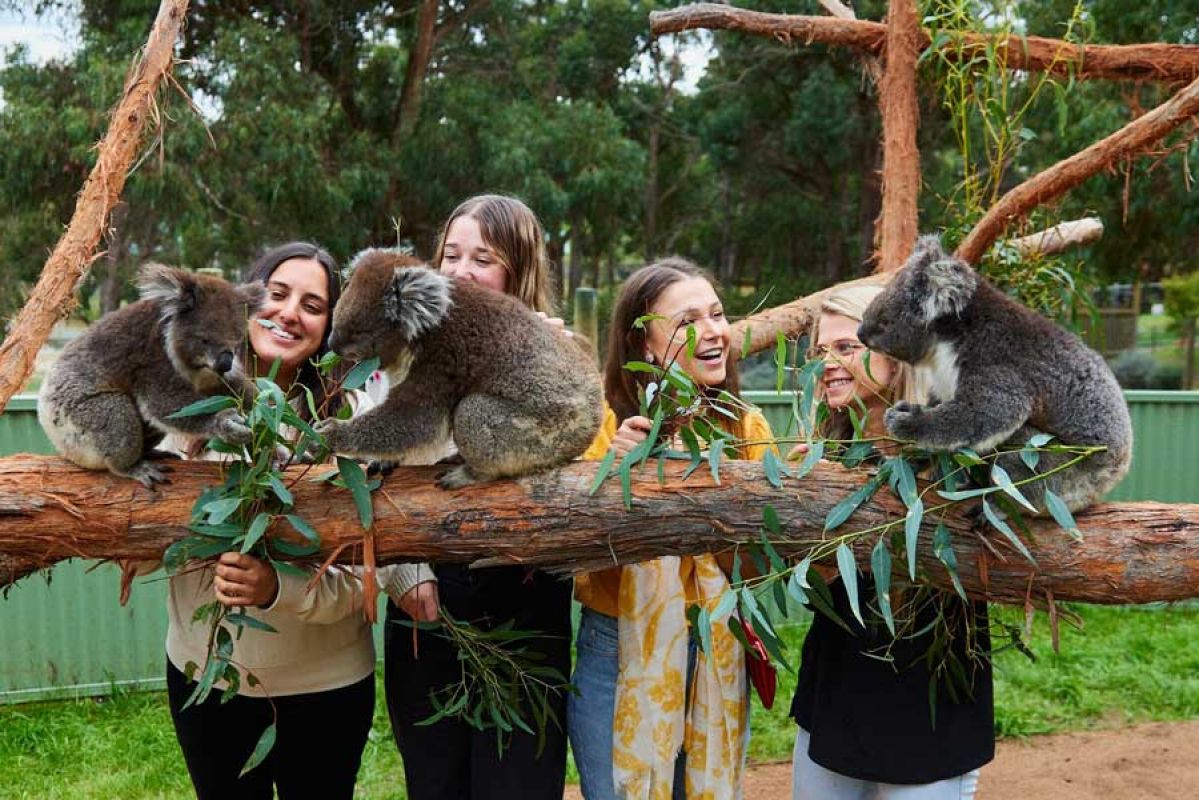 women with koalas at Ballarat Wildlife Park