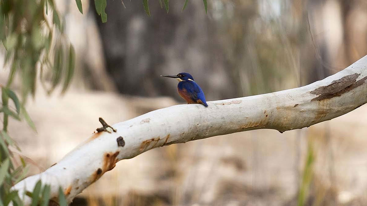 bird at  Barmah National Park