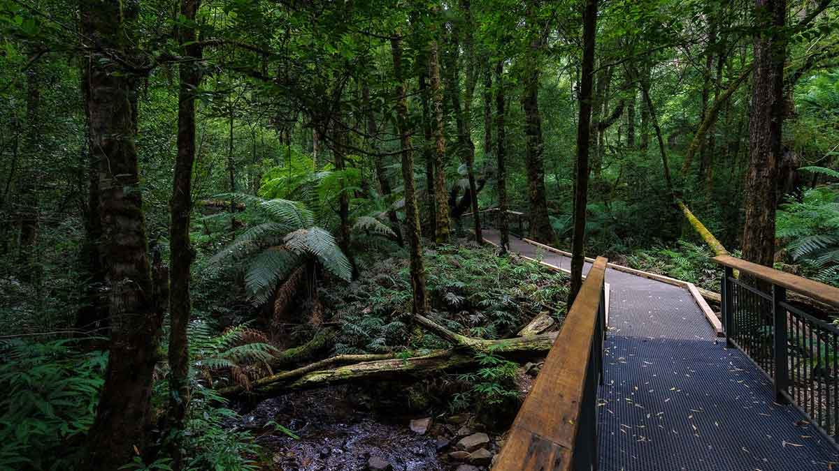 Wirrawilla Rainforest Walk, Toolangi.