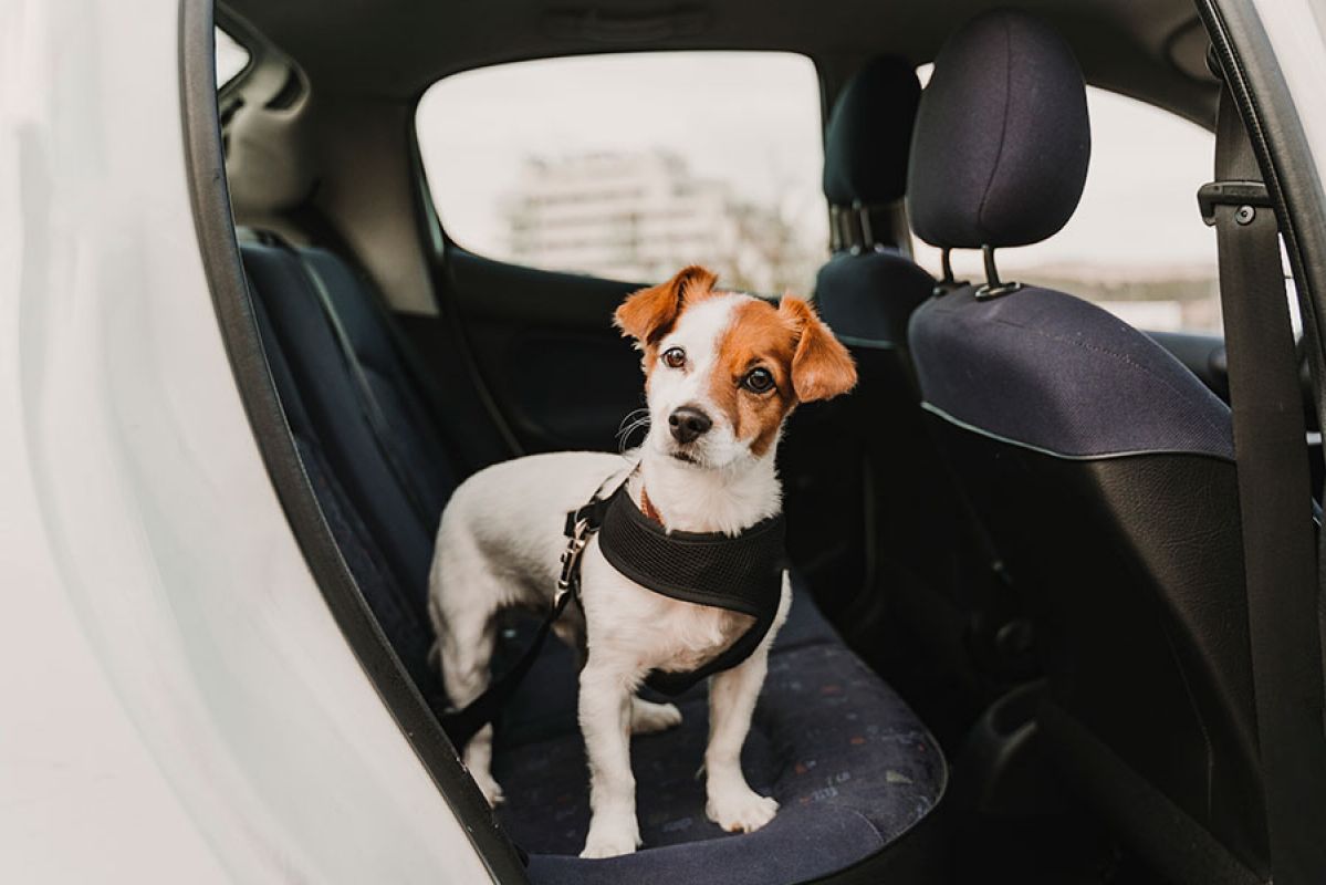 dog in backseat of car with harnness 