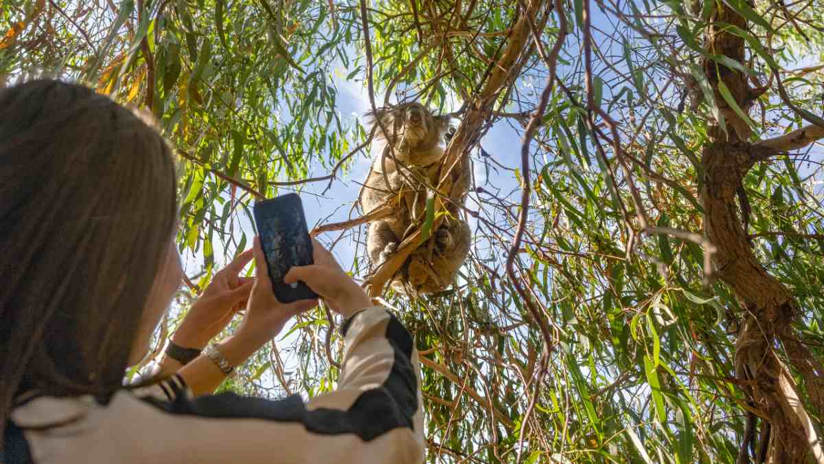 koala in the trees