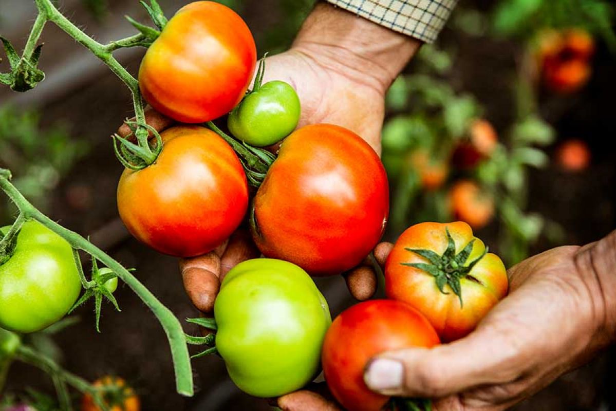 close up image of tomato roma vine