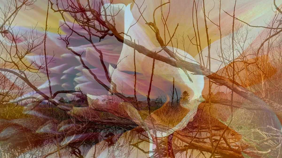 An image of a lake transposed with that of a flower
