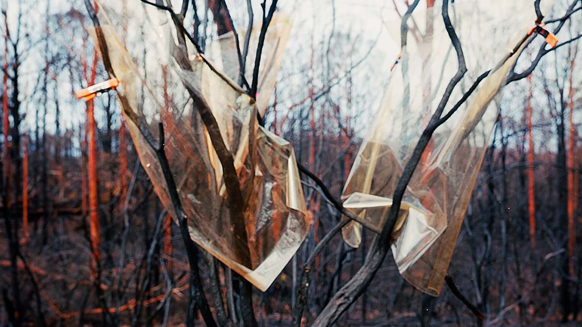 Spindly, charred trees wrapped with translucent ribbons