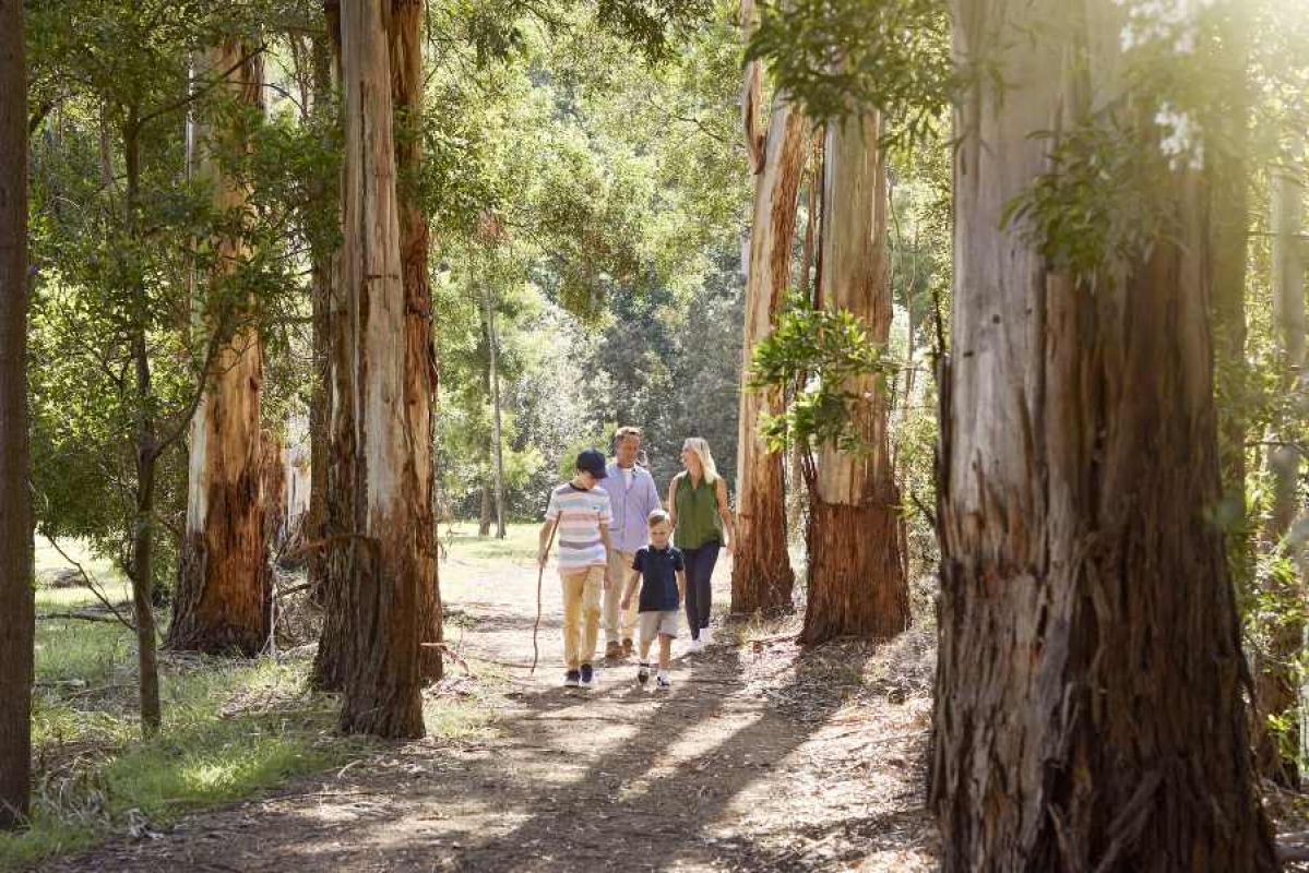 family walking on a forest trail