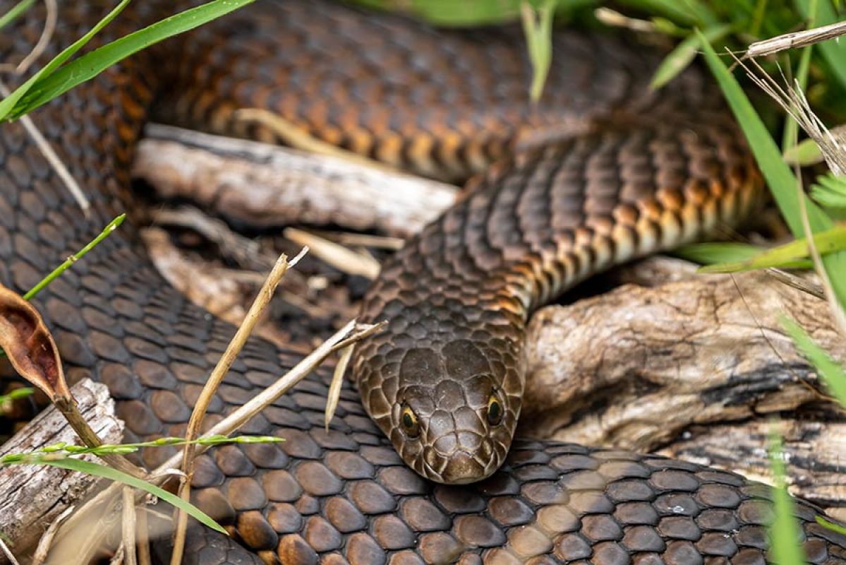 Eastern brown snake Australia