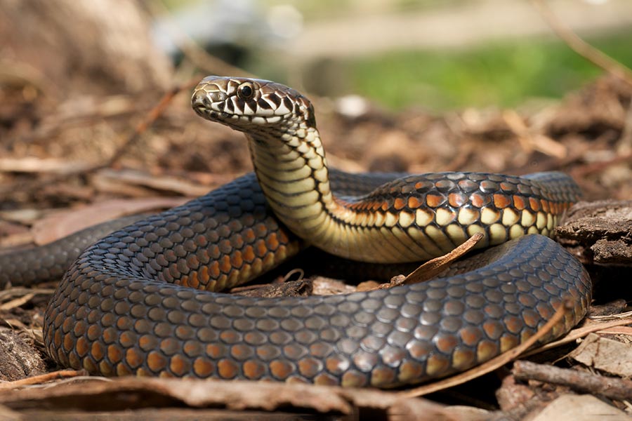What you need to know about snakes in Victoria and keeping safe | RACV