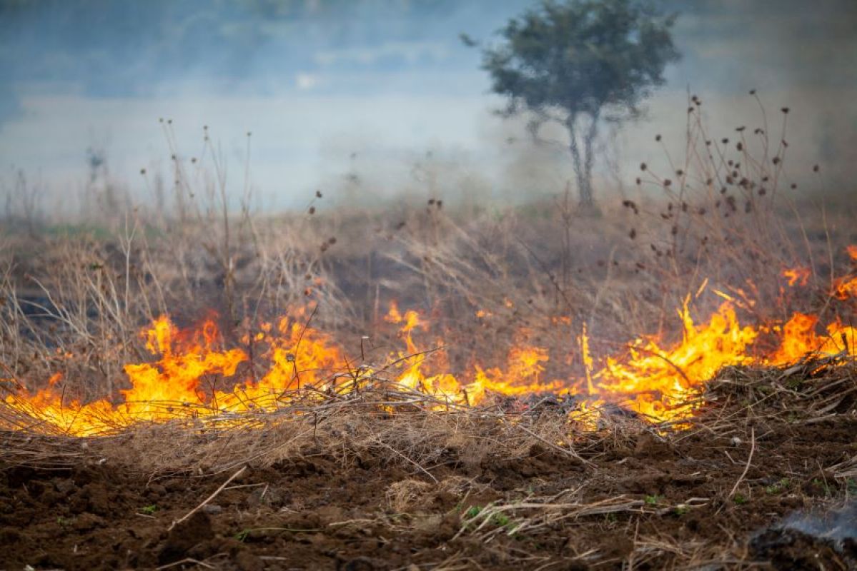 burning grassfire