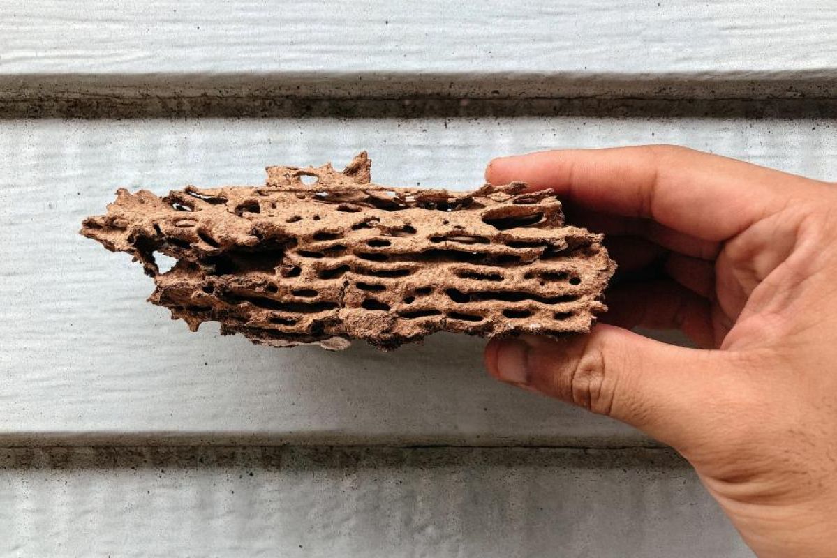 A person holding a termite-damaged piece of wood