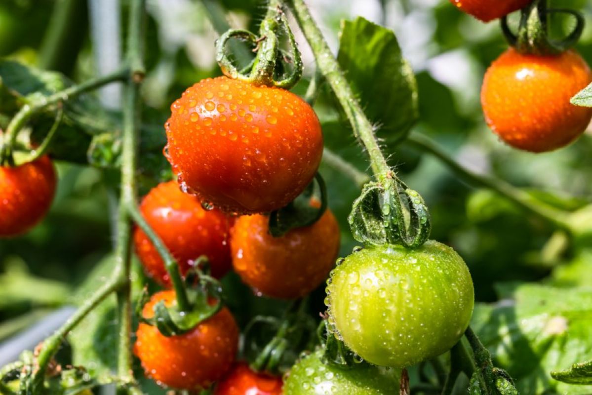 tomatoes growing on the vine covered in dew