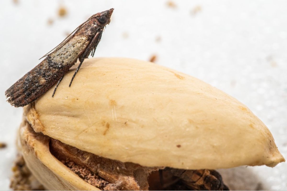 Indian meal moth on pistachio nut
