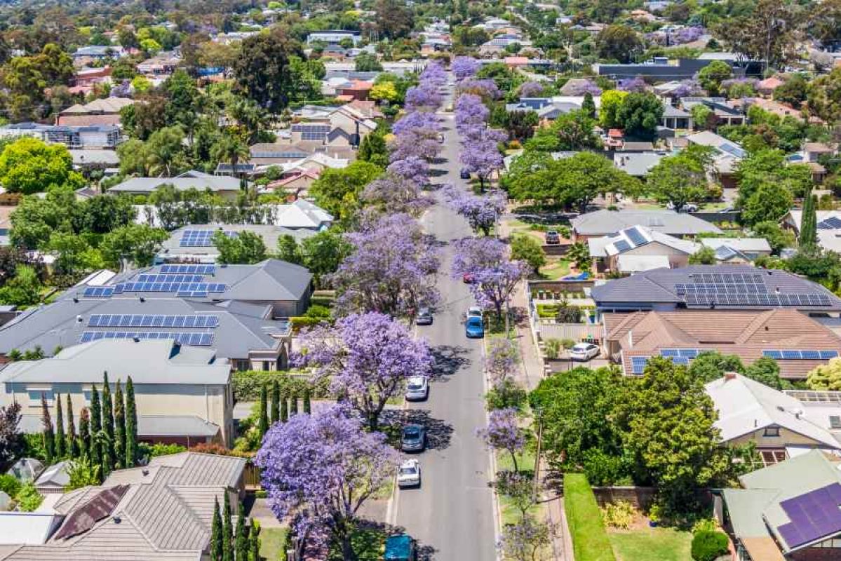 aerial view of Australian suburban street with blooming jacaranda trees