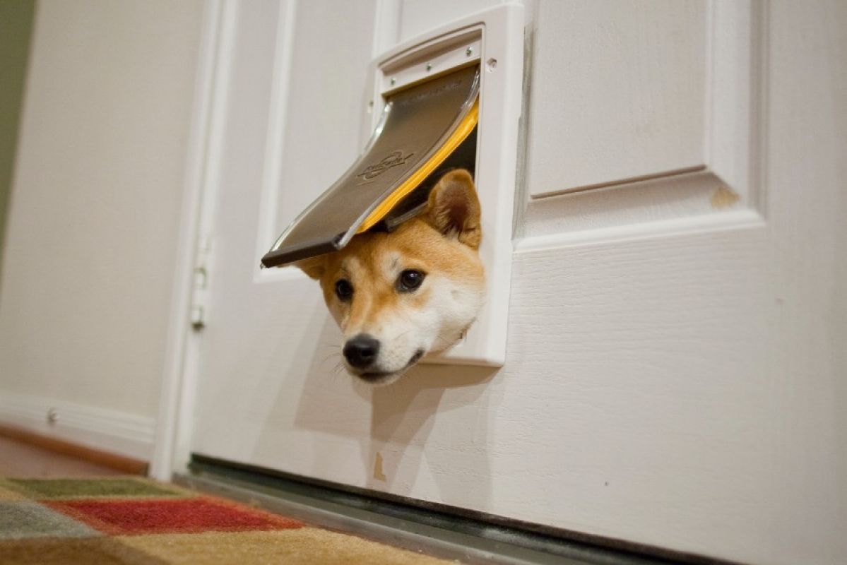 A Shiba Inu dog poking its head through a small pet door